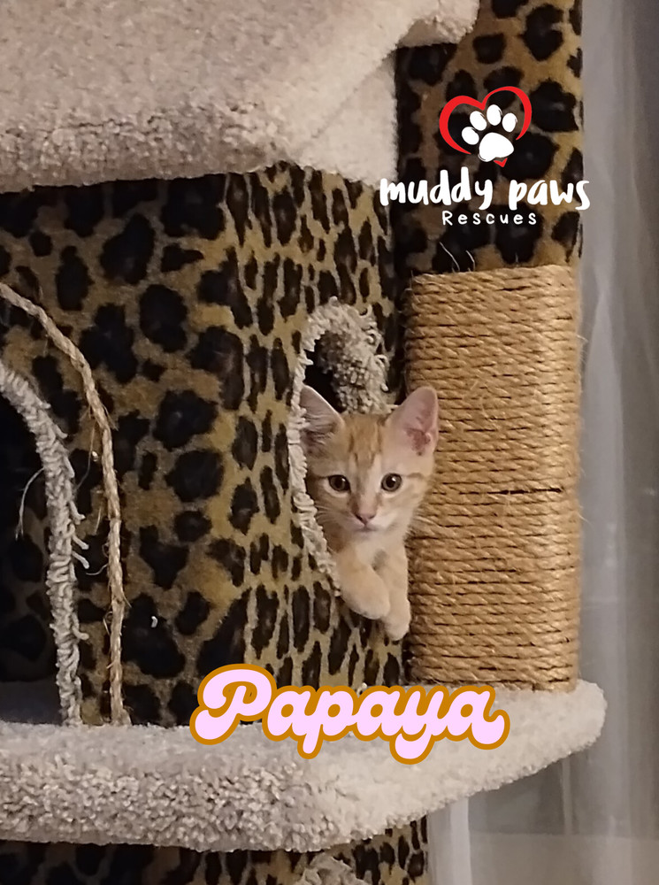 Garden Variety Litter: Papaya