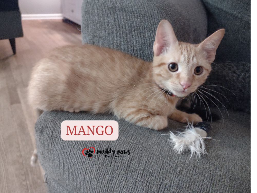 Garden Variety Litter: Mango