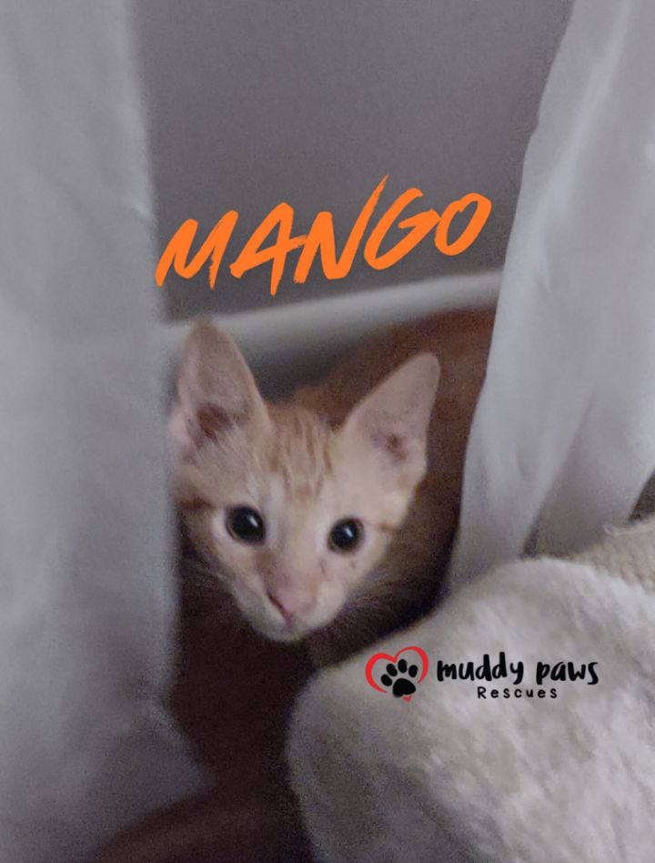 Garden Variety Litter: Mango 2