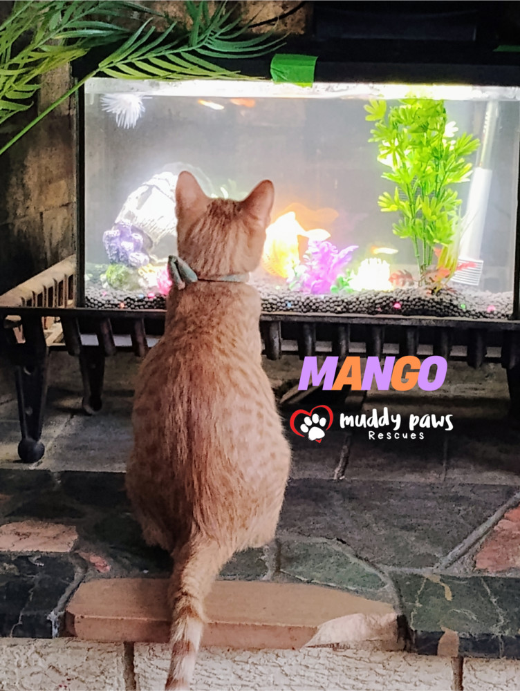 Garden Variety Litter: Mango