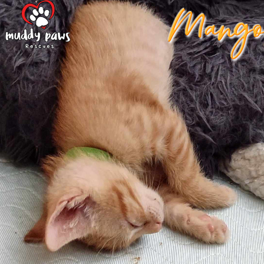 Garden Variety Litter: Mango