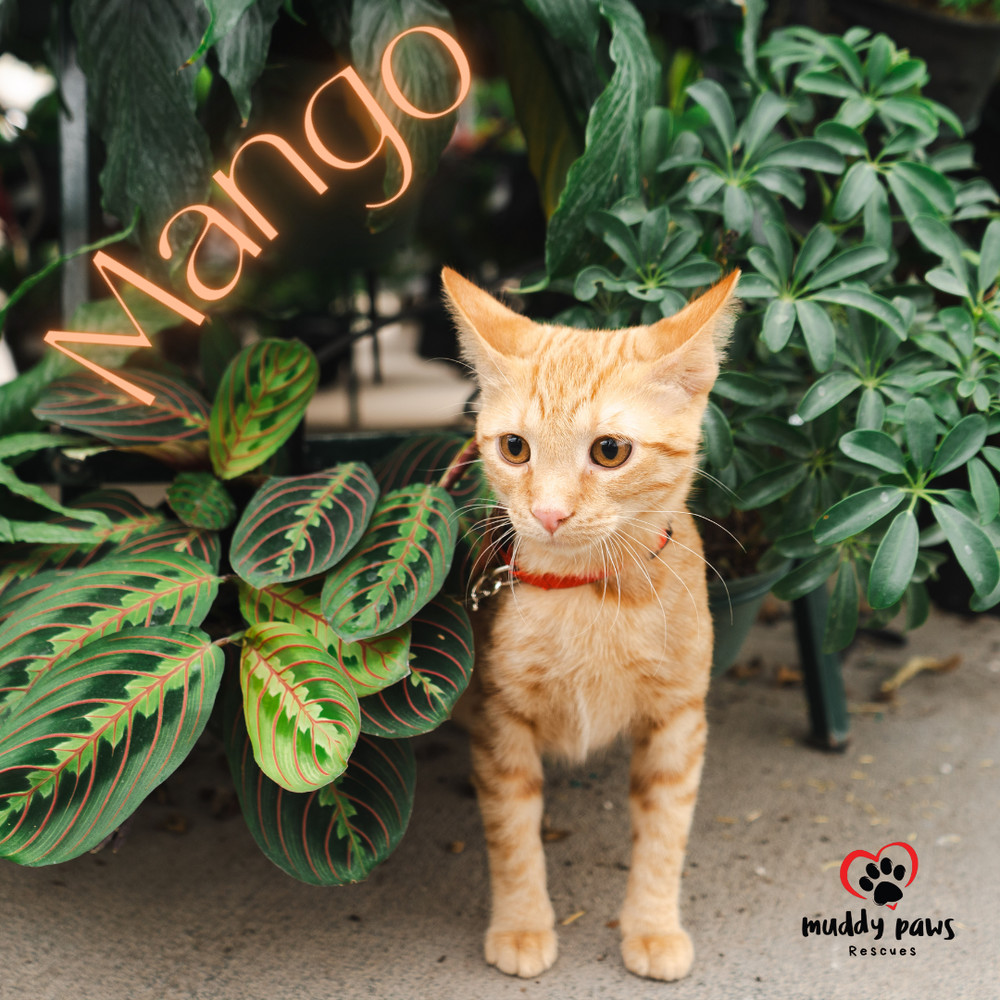 Garden Variety Litter: Mango