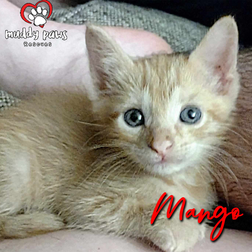 Garden Variety Litter: Mango