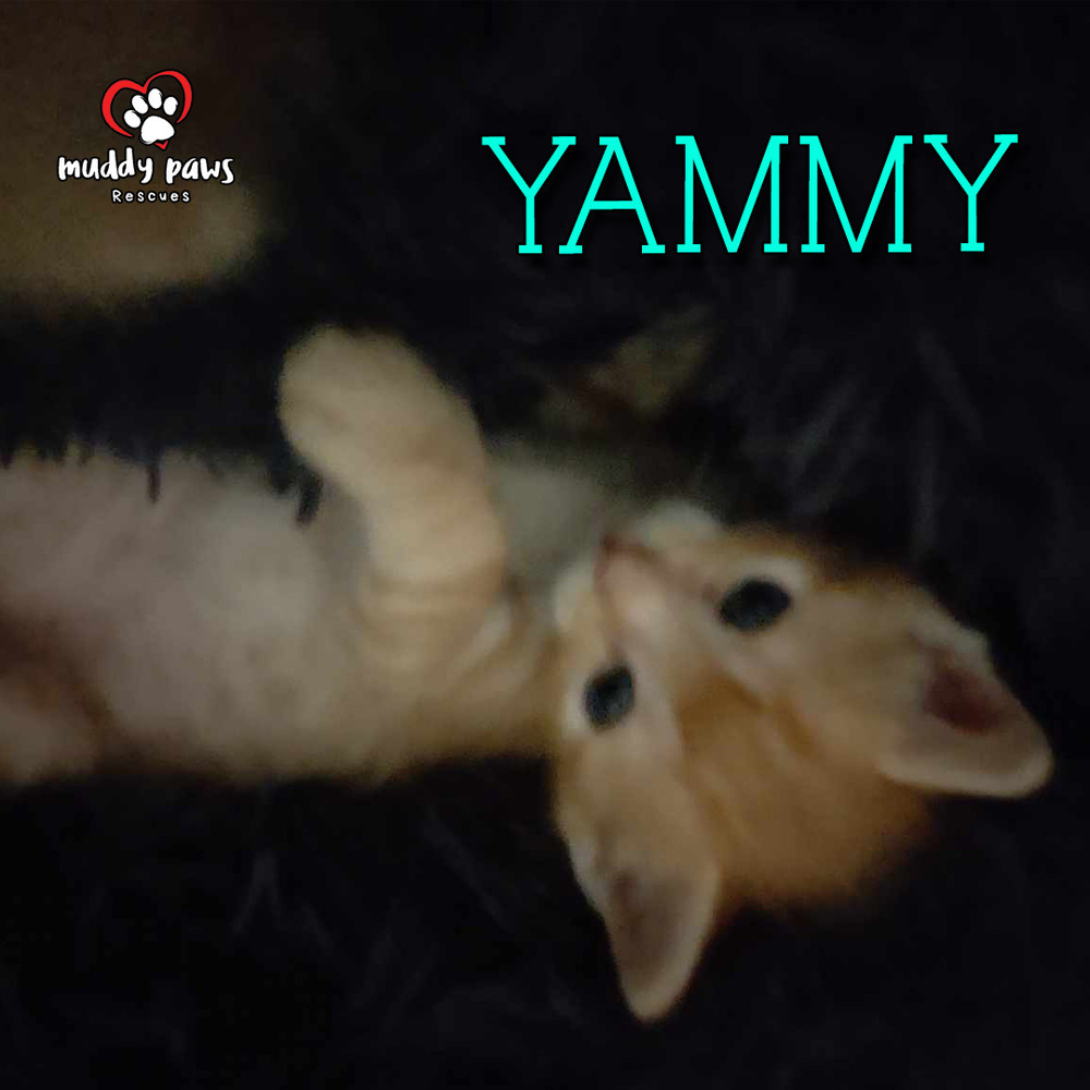 Garden Variety Litter: Yammy