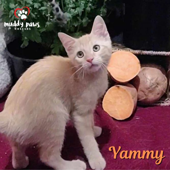 Garden Variety Litter: Yammy - No Longer Accepting Applications