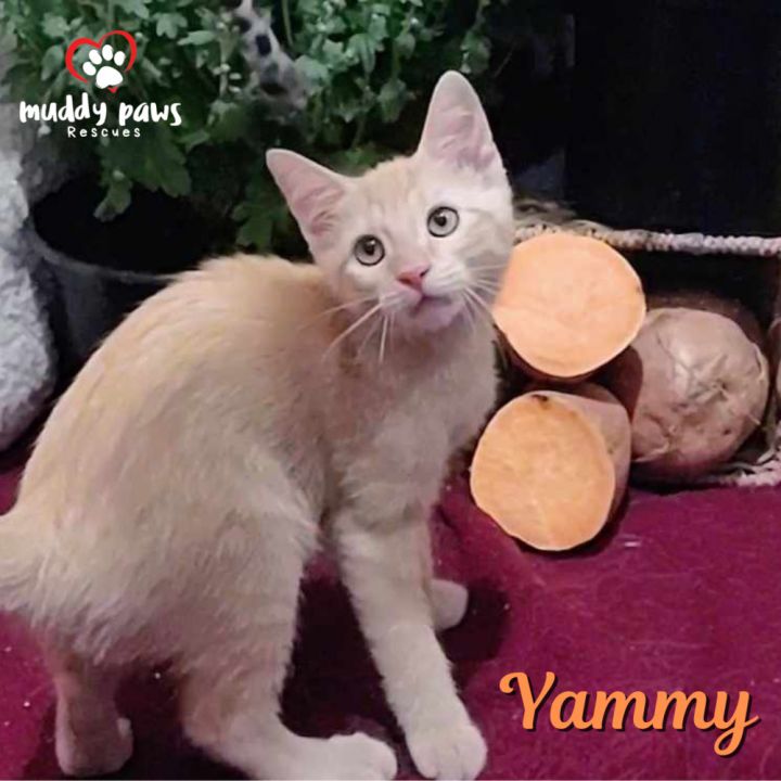 Garden Variety Litter: Yammy - No Longer Accepting Applications 1