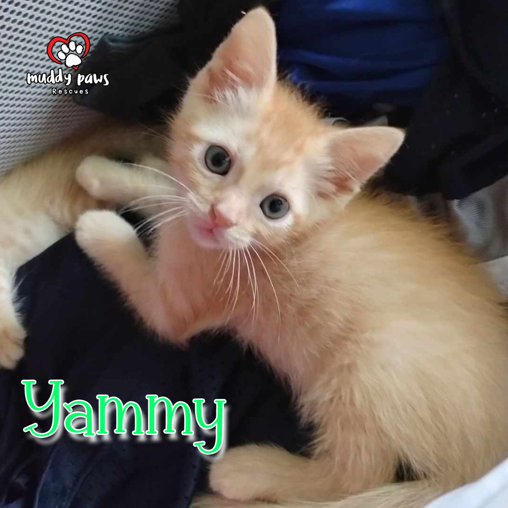 Garden Variety Litter: Yammy