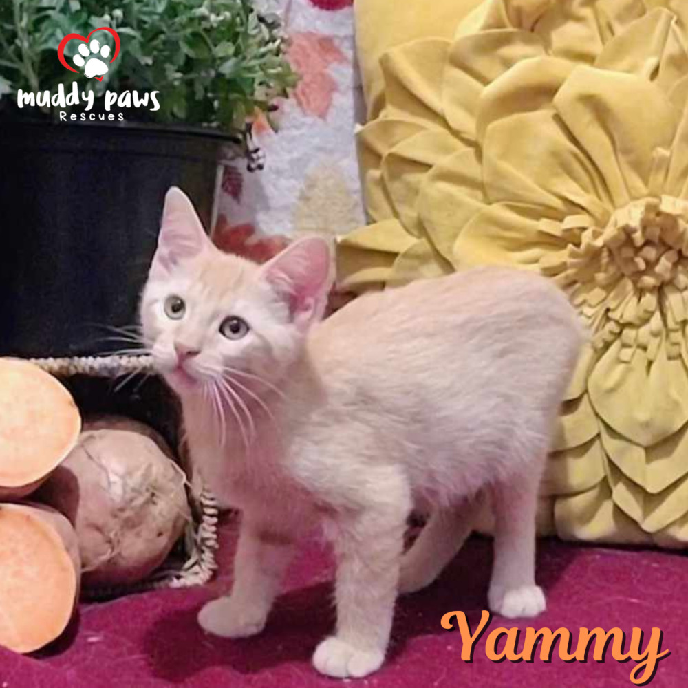 Garden Variety Litter: Yammy - No Longer Accepting Applications