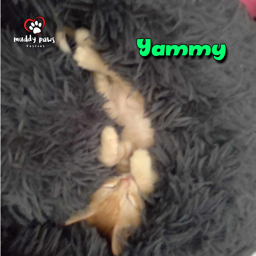 Garden Variety Litter: Yammy