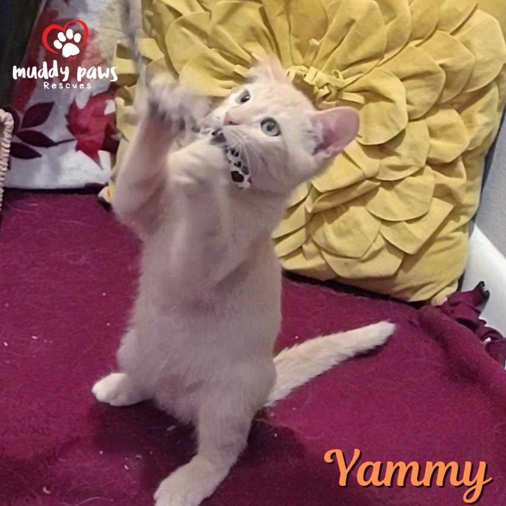 Garden Variety Litter: Yammy - No Longer Accepting Applications