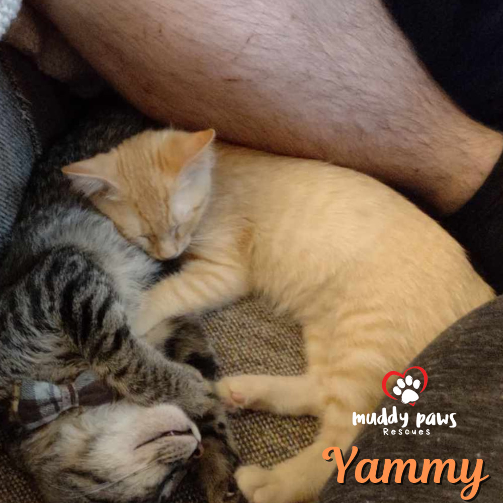 Garden Variety Litter: Yammy - No Longer Accepting Applications