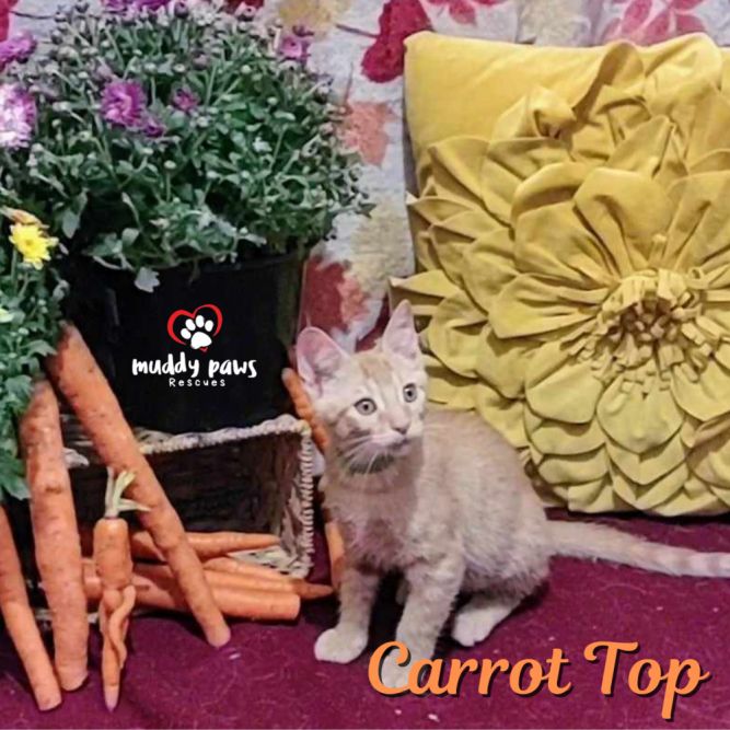 Garden Variety Litter: Carrot Top