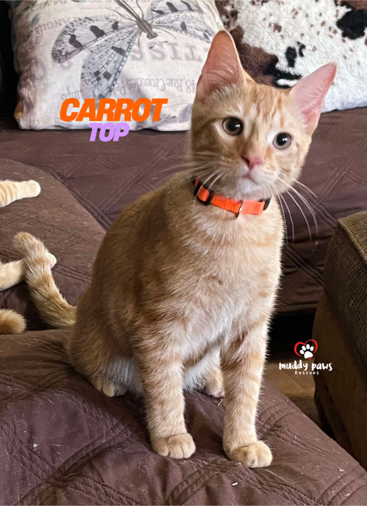 Garden Variety Litter: Carrot Top