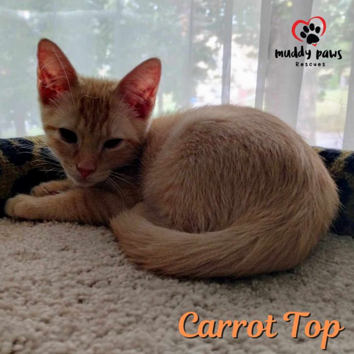 Garden Variety Litter: Carrot Top 2