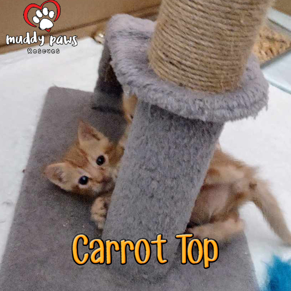 Garden Variety Litter: Carrot Top