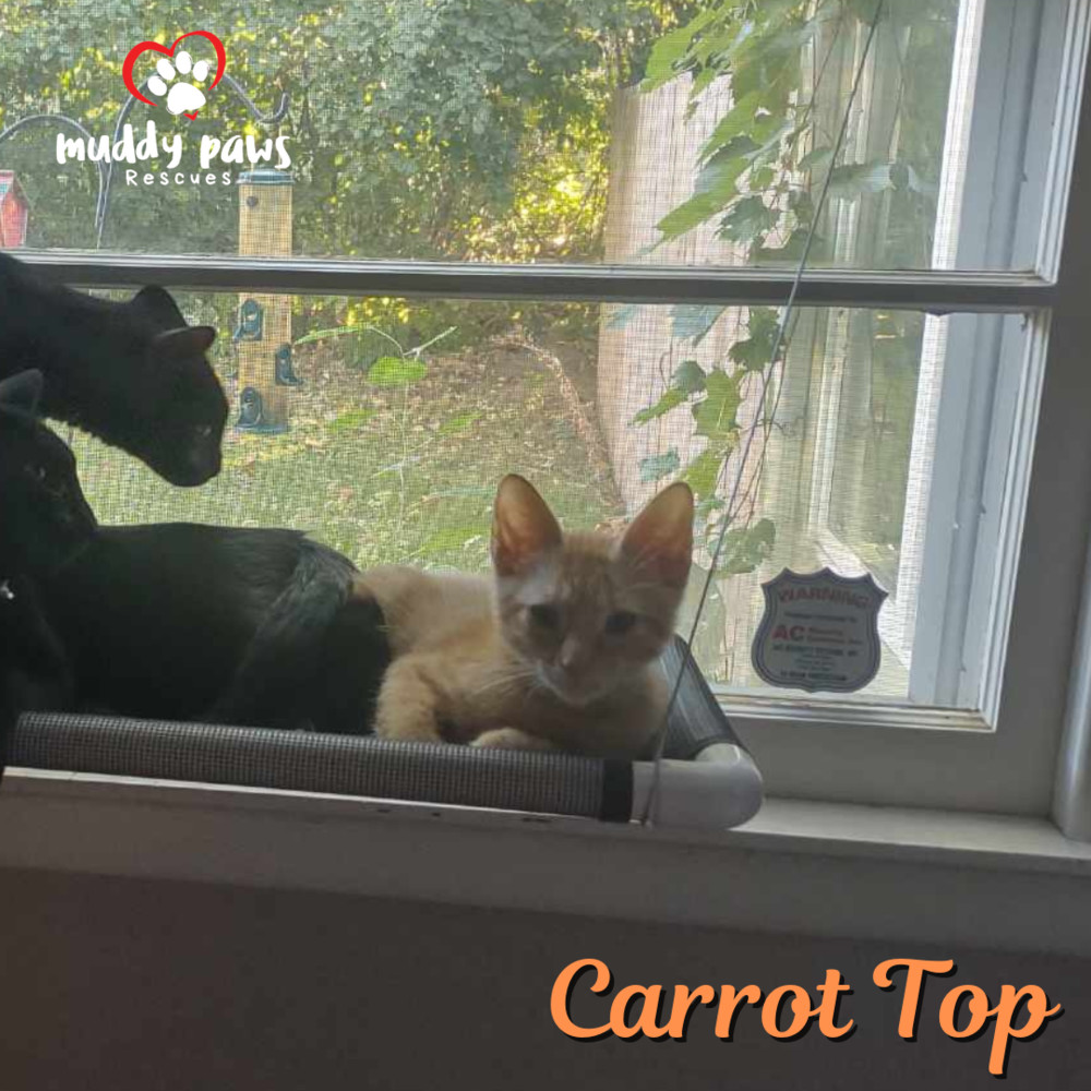 Garden Variety Litter: Carrot Top