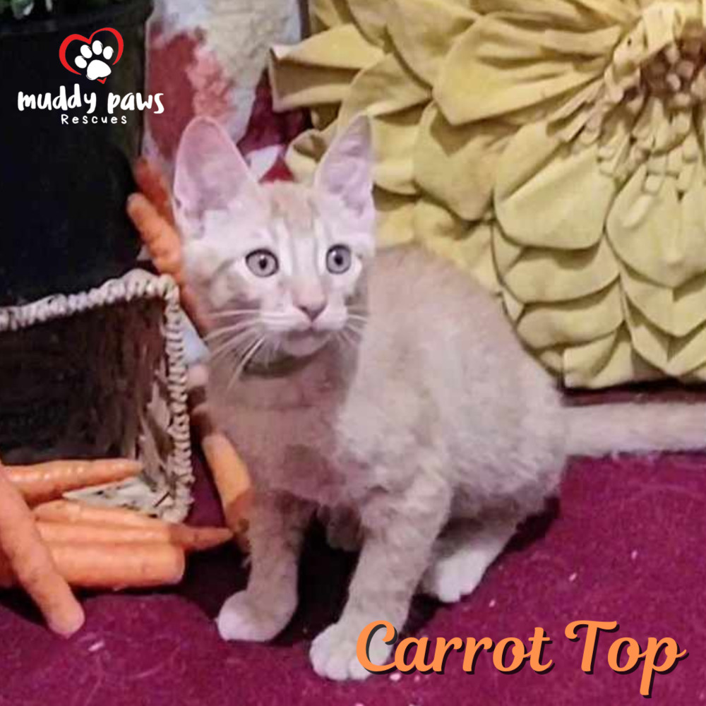 Garden Variety Litter: Carrot Top