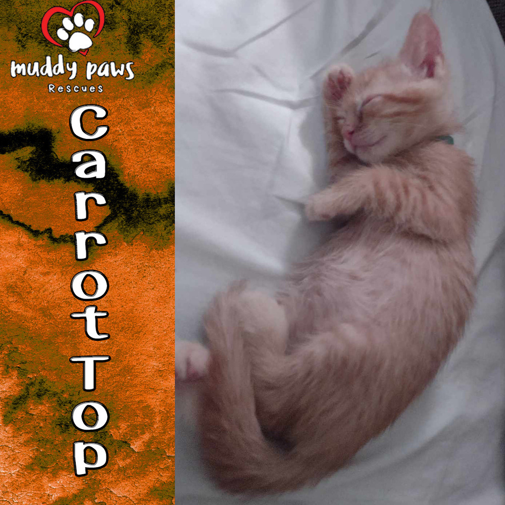 Garden Variety Litter: Carrot Top