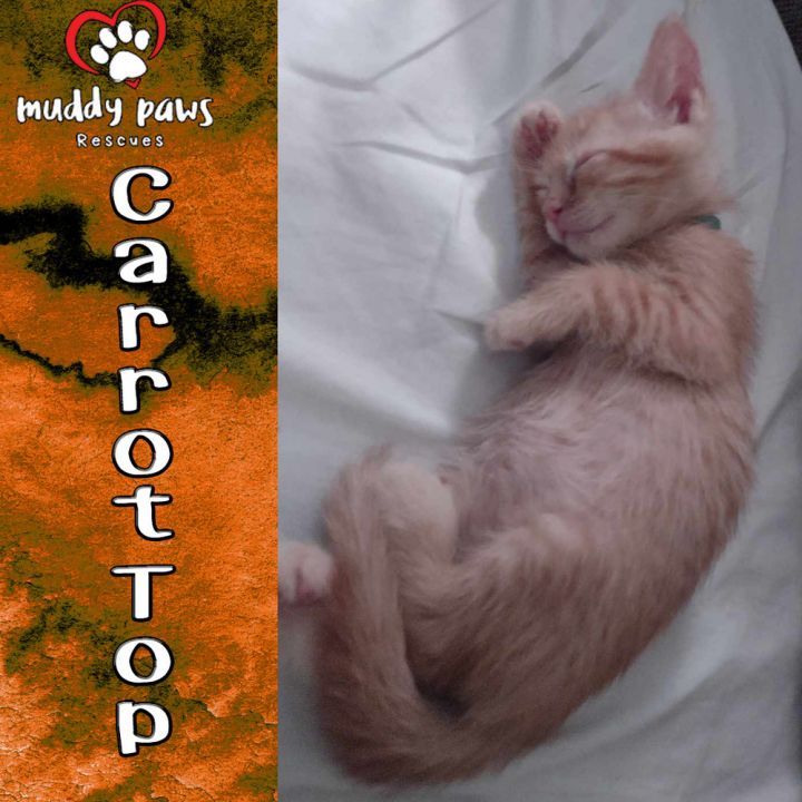 Garden Variety Litter: Carrot Top 5