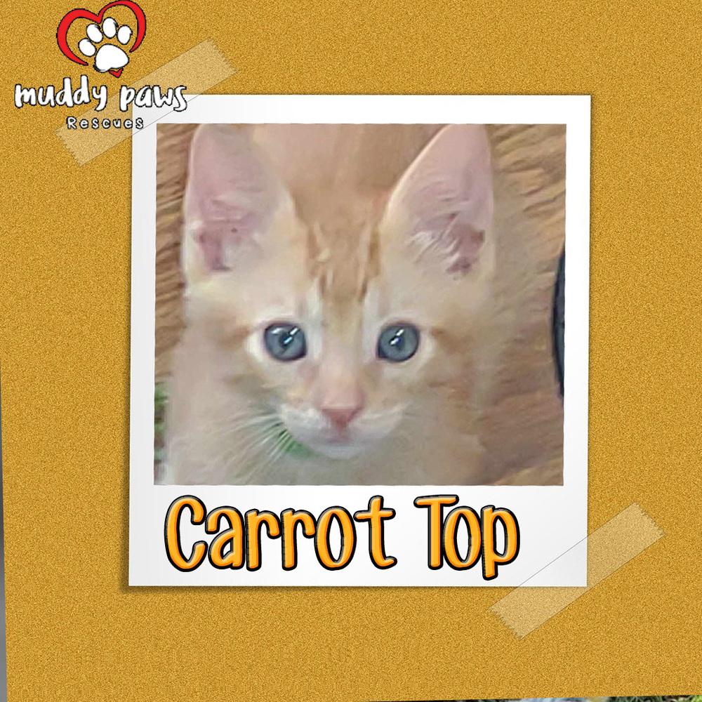 Garden Variety Litter: Carrot Top