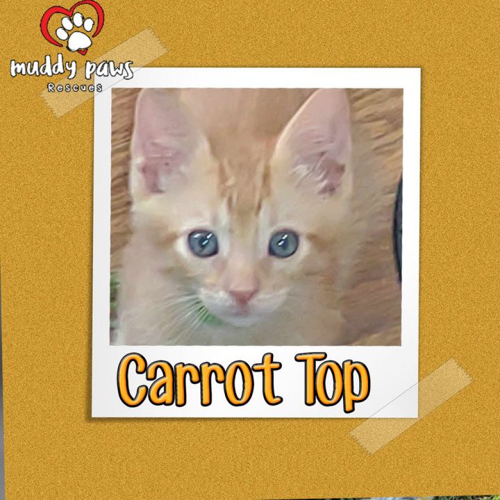 Garden Variety Litter: Carrot Top 6