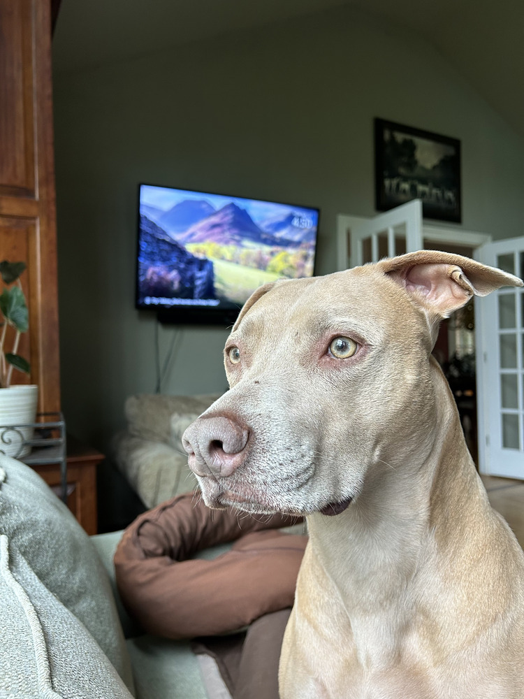 Maggie, an adoptable Weimaraner, Pit Bull Terrier in Brewster , NY, 10509 | Photo Image 1