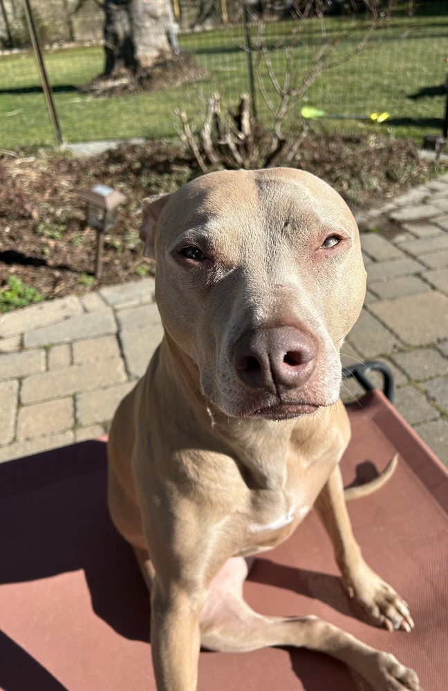 Maggie, an adoptable Weimaraner, Pit Bull Terrier in Brewster , NY, 10509 | Photo Image 2
