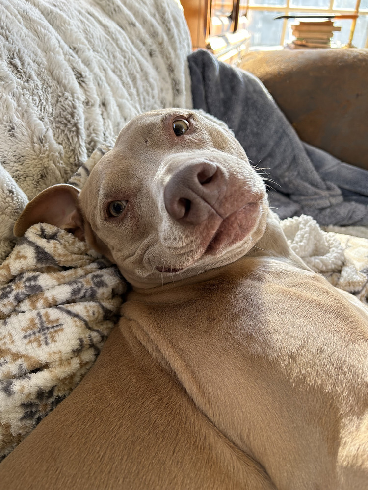 Maggie, an adoptable Weimaraner, Pit Bull Terrier in Brewster , NY, 10509 | Photo Image 3