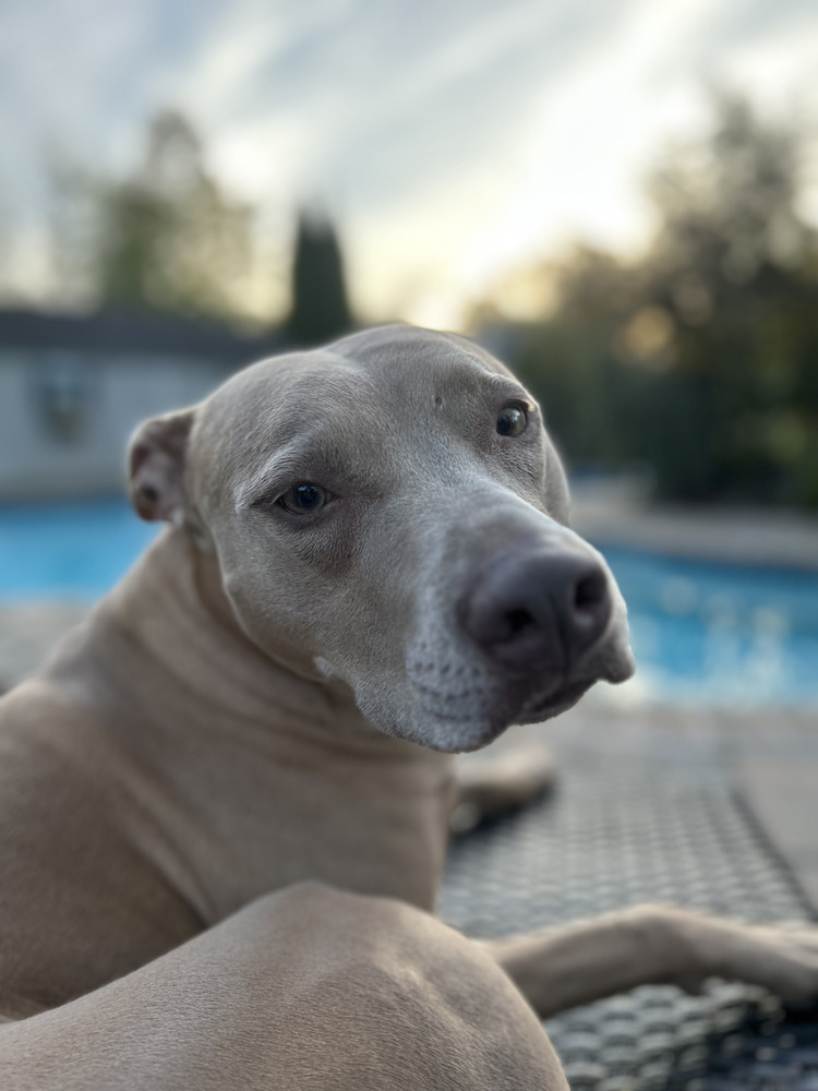 Maggie, an adoptable Weimaraner, Pit Bull Terrier in Brewster , NY, 10509 | Photo Image 4