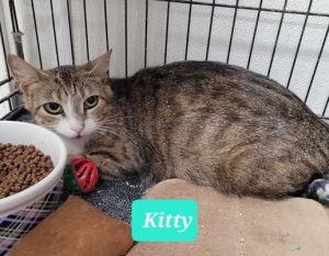 Kitty, Adult Female unknown