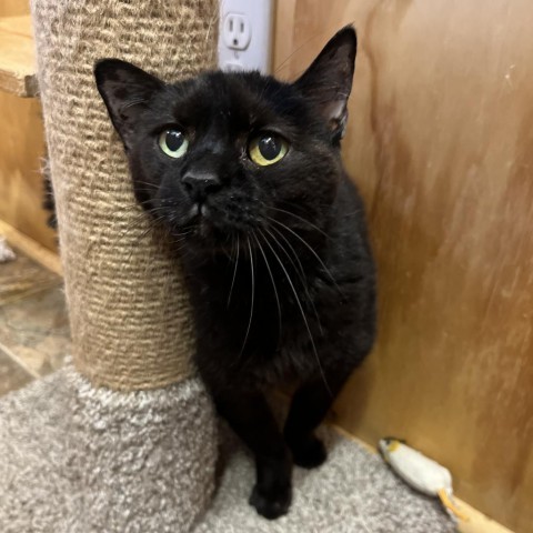 Inky, an adoptable Domestic Short Hair in Lander, WY, 82520 | Photo Image 1