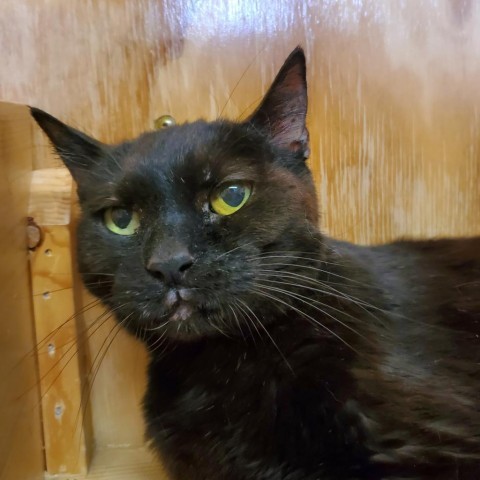 Inky, an adoptable Domestic Short Hair in Lander, WY, 82520 | Photo Image 2