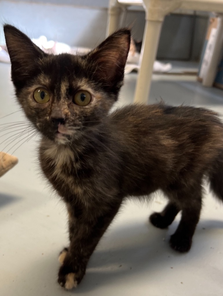 Dipsy, an adoptable Domestic Short Hair in Greenwood, MS, 38930 | Photo Image 1