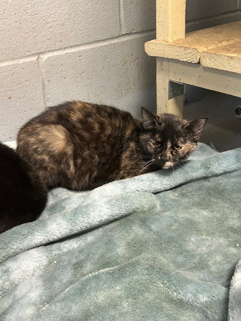 Dipsy, an adoptable Domestic Short Hair in Greenwood, MS, 38930 | Photo Image 1