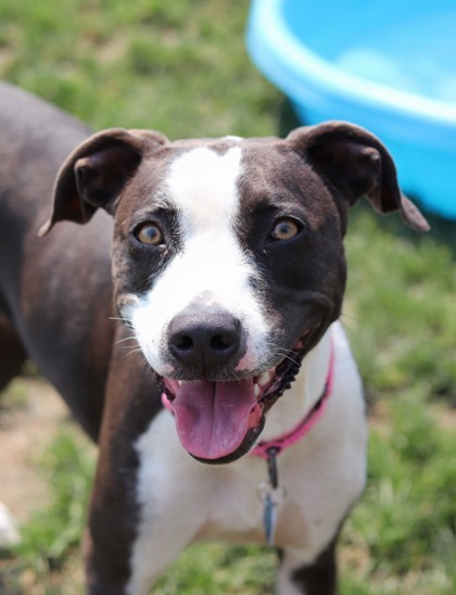 Betzy, an adoptable Mixed Breed in Walla Walla, WA, 99362 | Photo Image 1