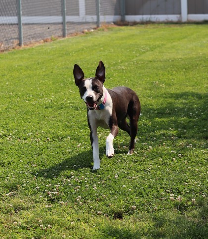 Betzy, an adoptable Mixed Breed in Walla Walla, WA, 99362 | Photo Image 2