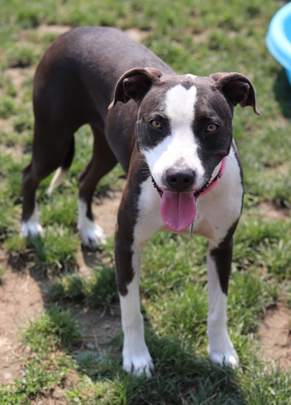 Betzy, an adoptable Mixed Breed in Walla Walla, WA, 99362 | Photo Image 3