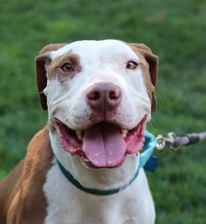 Ollie, an adoptable Mixed Breed in Walla Walla, WA, 99362 | Photo Image 1