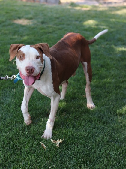 Ollie, an adoptable Mixed Breed in Walla Walla, WA, 99362 | Photo Image 3