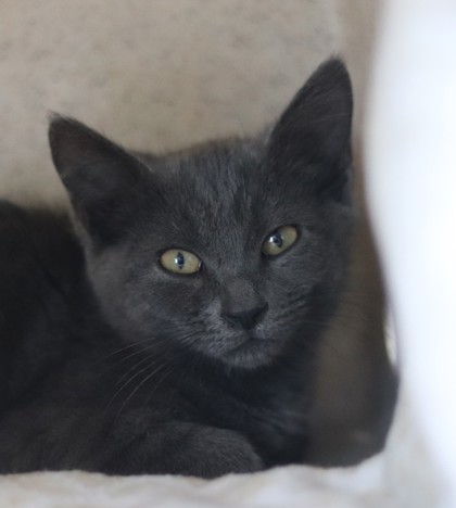 Ocean, an adoptable Domestic Short Hair in Walla Walla, WA, 99362 | Photo Image 1