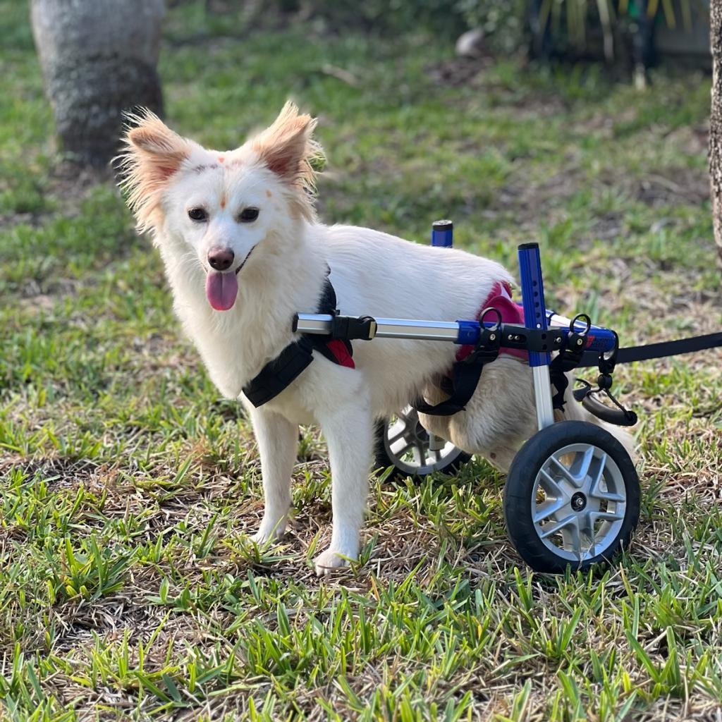 Dolly, an adoptable Pomeranian in Jacksonville, FL, 32250 | Photo Image 1