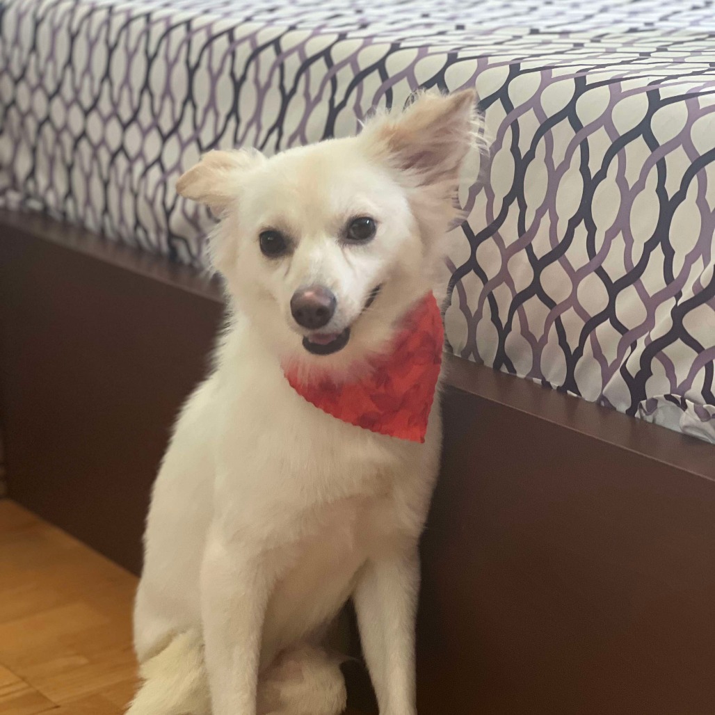 Dolly, an adoptable Pomeranian in Jacksonville, FL, 32250 | Photo Image 1
