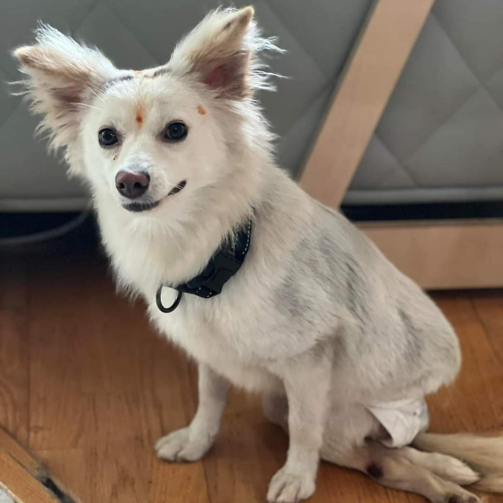 Dolly, an adoptable Pomeranian in Jacksonville, FL, 32250 | Photo Image 2