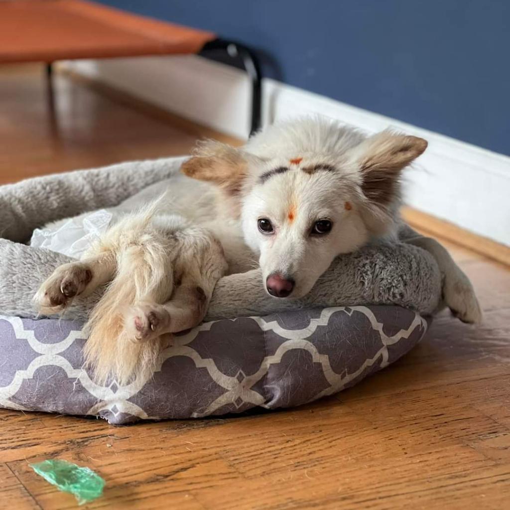 Dolly, an adoptable Pomeranian in Jacksonville, FL, 32250 | Photo Image 3