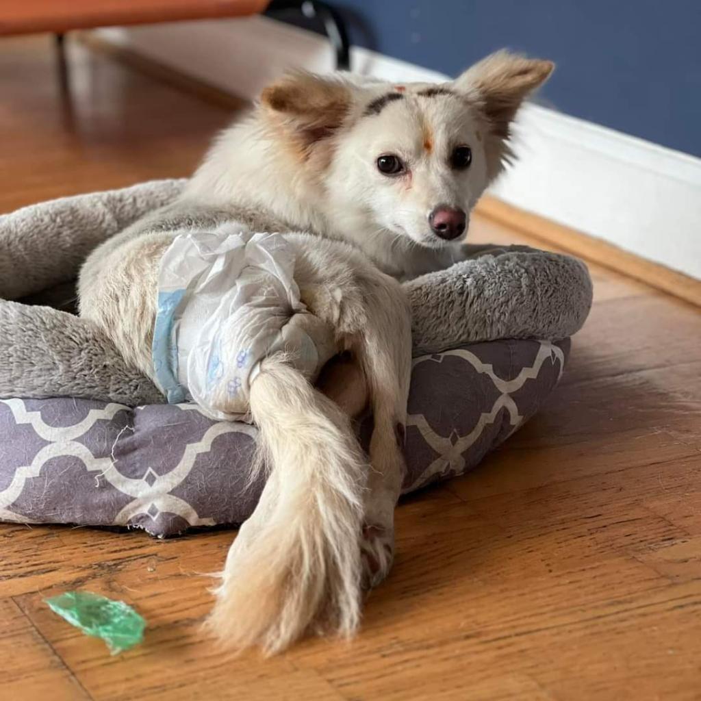 Dolly, an adoptable Pomeranian in Jacksonville, FL, 32250 | Photo Image 4