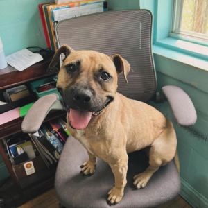 Autumn, Adult Female Mixed Breed