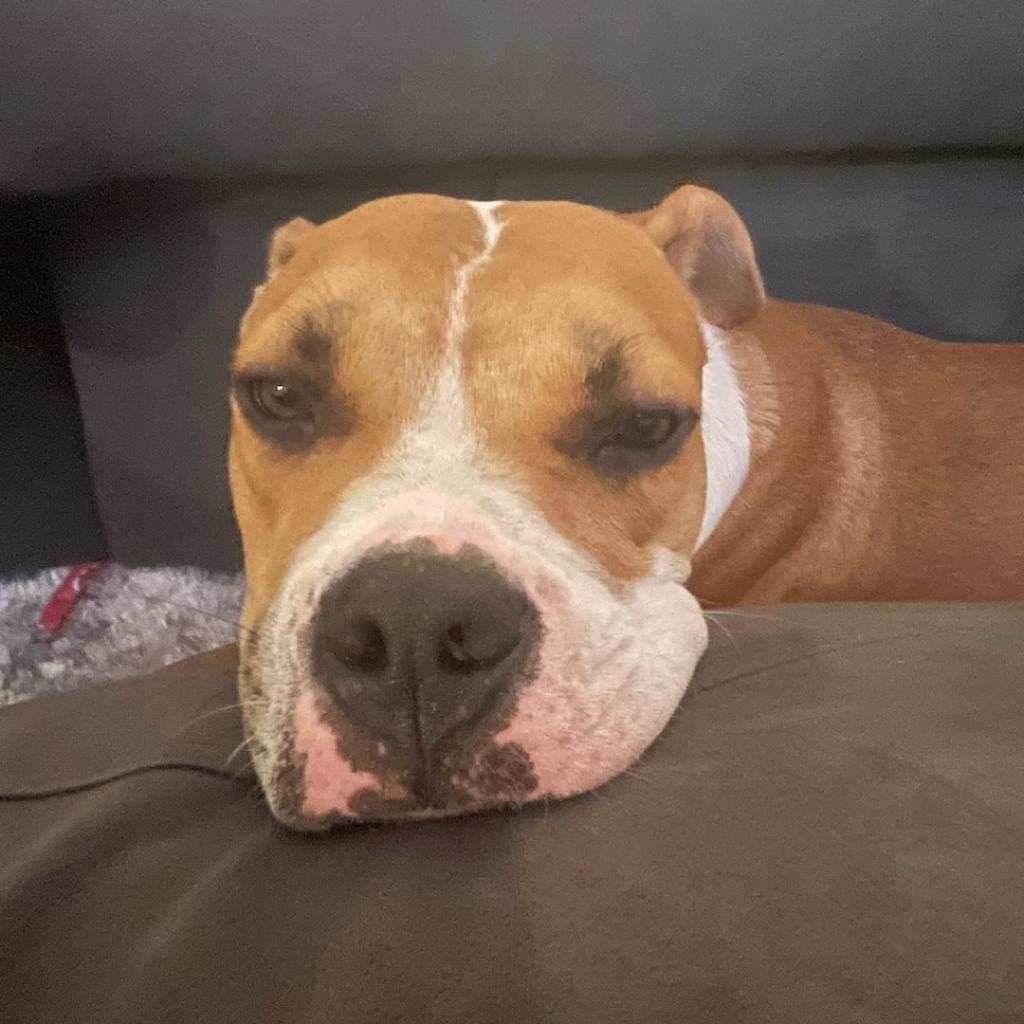 Charlie Girl