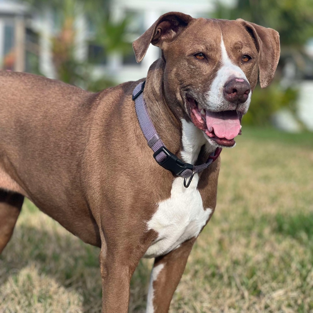 Kahlua (aka Coco)