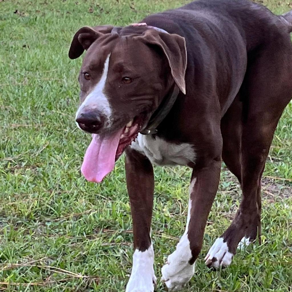 Kahlua (aka Coco)