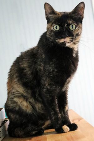 Toffee Tortoiseshell Cat